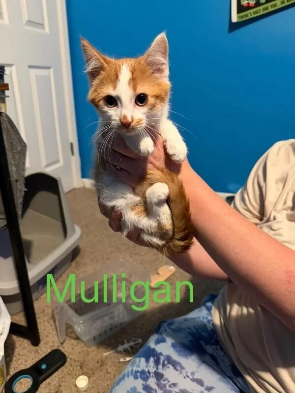 Mulligan