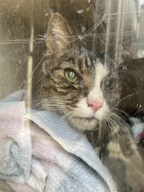 A senior medium-sized male Domestic Short Hair cat named George for adoption in Louisville, KY