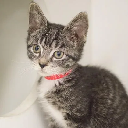 A baby small-sized female Domestic Short Hair cat named Garlic Bread for adoption in Verona, WI