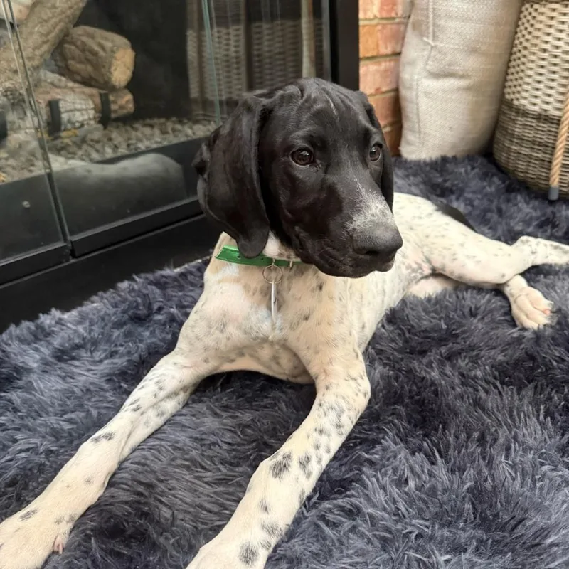 A baby medium-sized female White / Cream German Shorthaired Pointer dog named Daphne for adoption in Normal, IL