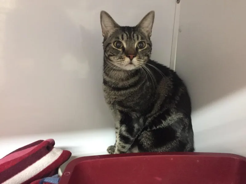 An adult medium-sized male Domestic Short Hair cat named Tiggy for adoption in Peoria, AZ