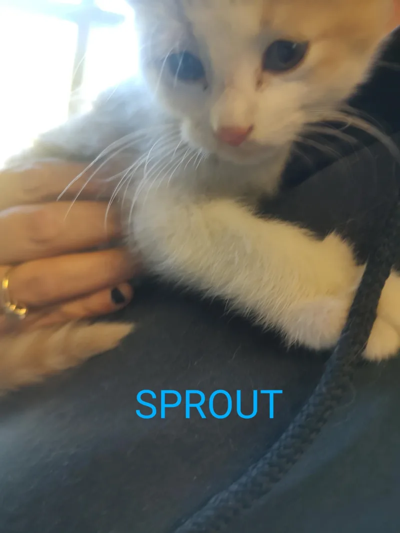 Sprout thumbnail 3