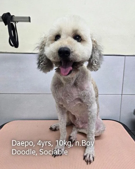 A young medium-sized male Poodle dog named Daepo for adoption in Agoura Hills, CA