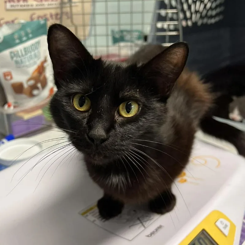A young medium-sized female Black Domestic Short Hair cat named Spring for adoption in Edwardsville, IL