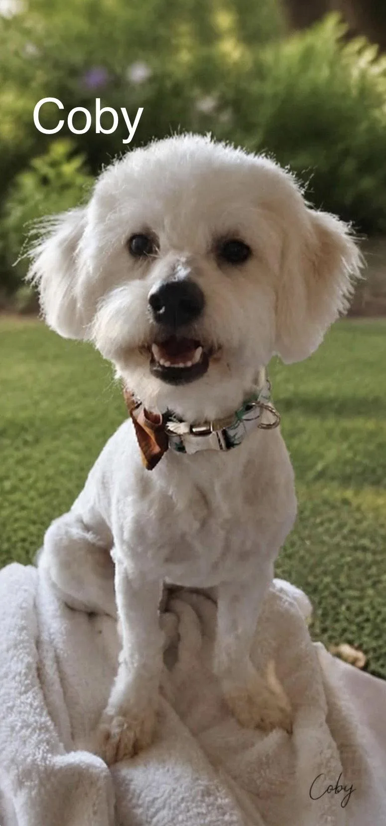 An adult small-sized male Poodle dog named Coby for adoption in Orange, CA