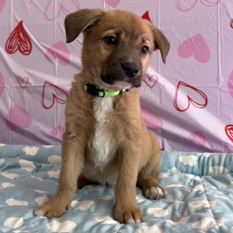 A baby medium-sized female Golden Mixed Breed dog named Magnolia for adoption in Homewood, IL