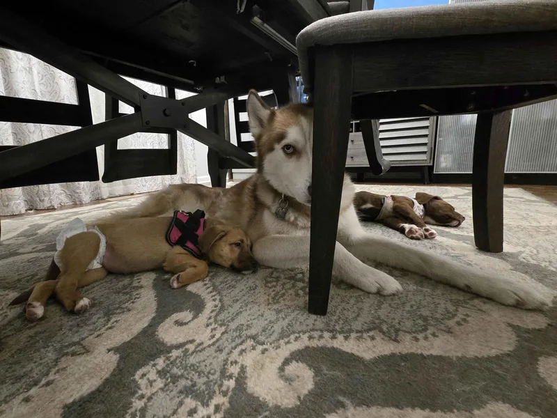 Magnolia thumbnail 2