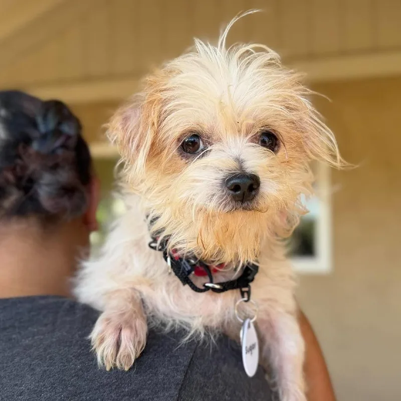 An adult small-sized female Shih Tzu dog named Sugar for adoption in Ramona, CA