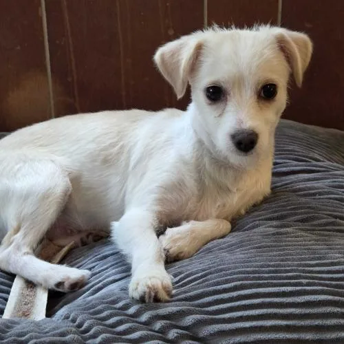 A baby small-sized female White / Cream Mixed Breed dog named Crispix for adoption in Toms River, NJ