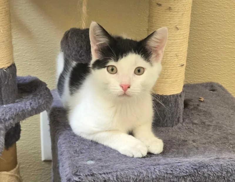 A baby small-sized male Black Domestic Short Hair cat named Drake for adoption in New Rochelle, NY