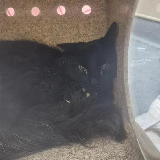 A young medium-sized male Black Domestic Long Hair cat named Working Cat Brasil for adoption in Tacoma, WA
