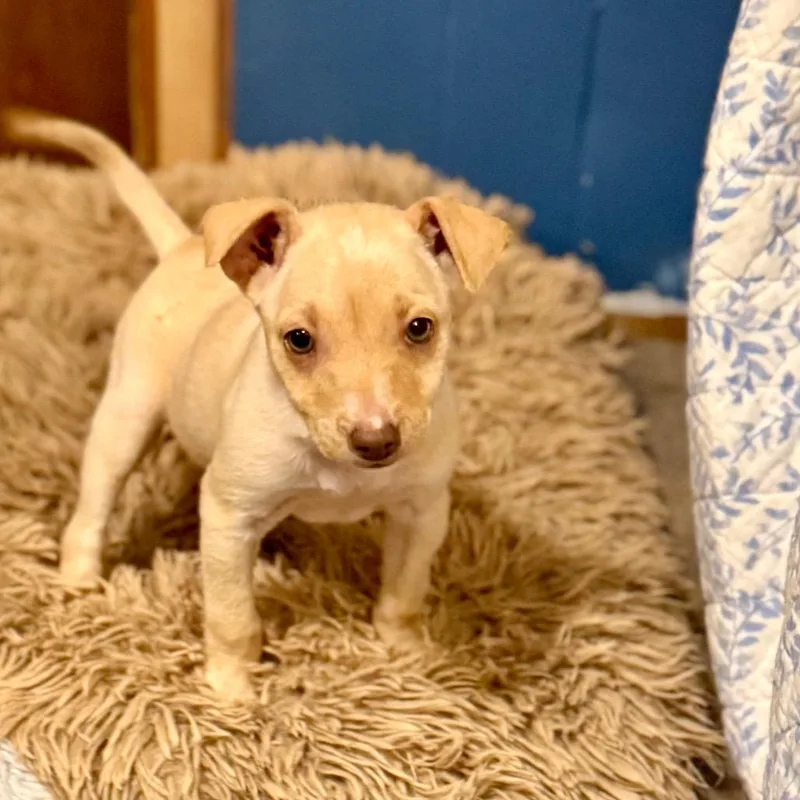 A baby small-sized female Apricot / Beige Terrier dog named Miley for adoption in Bellingham, WA