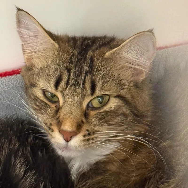 A young medium-sized female Domestic Medium Hair cat named Dora for adoption in Cumming, GA