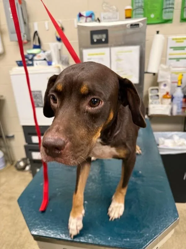 An adult medium-sized female Brown / Chocolate Mixed Breed dog named Bean for adoption in Mobile, AL