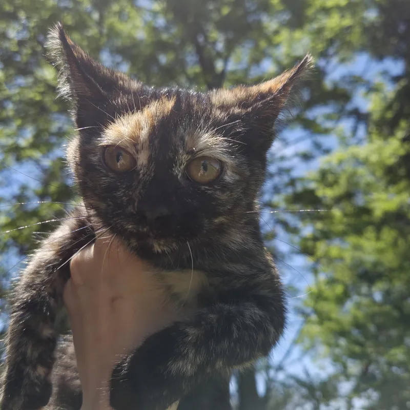 Coco