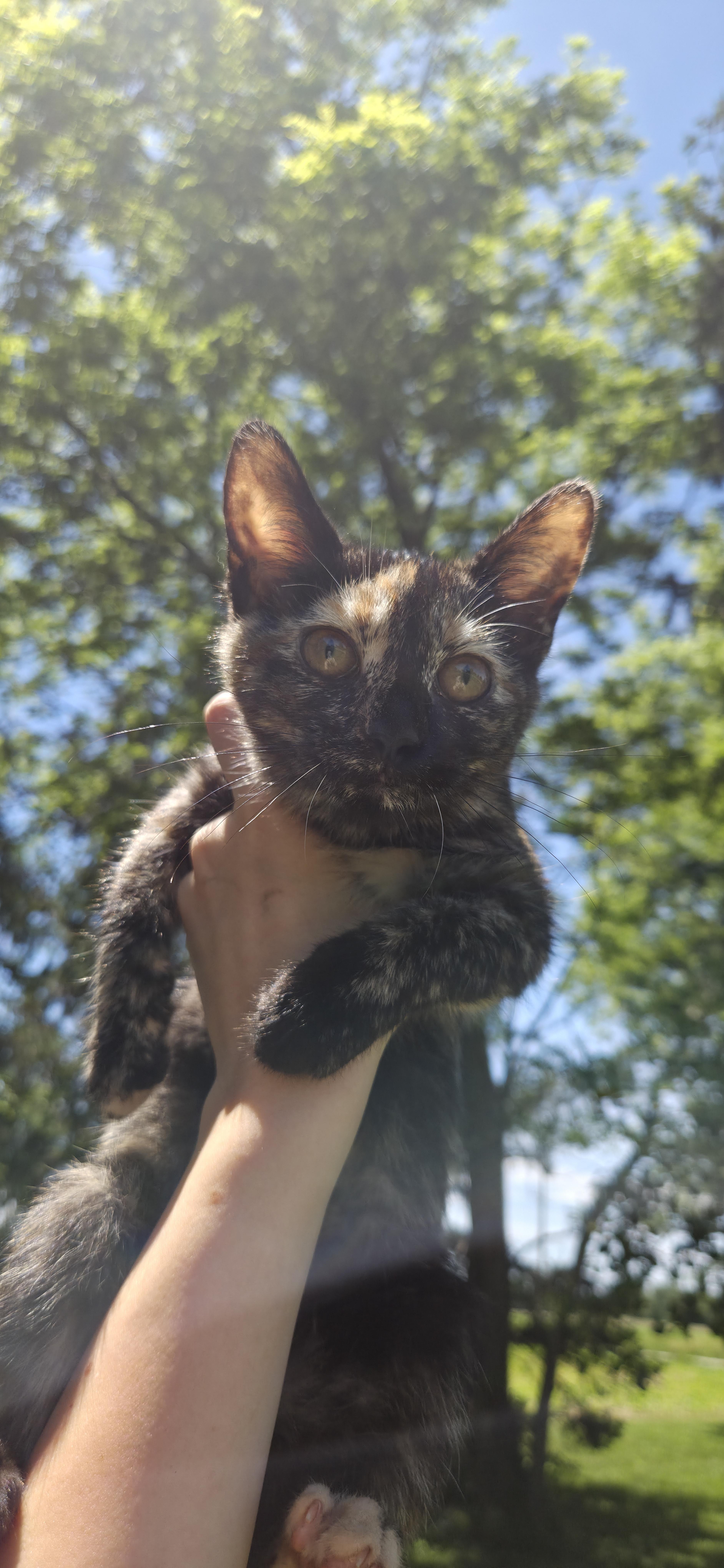 Coco thumbnail 2