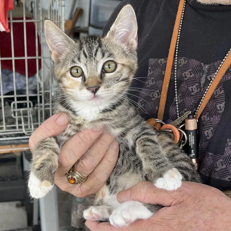 A baby medium-sized female Tabby (Brown / Chocolate) Tabby cat named Tayari for adoption in Monrovia , CA