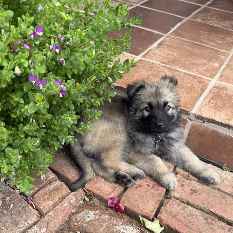 A baby large-sized male Brown / Chocolate Shepherd dog named Waffle for adoption in Point Richmond, CA