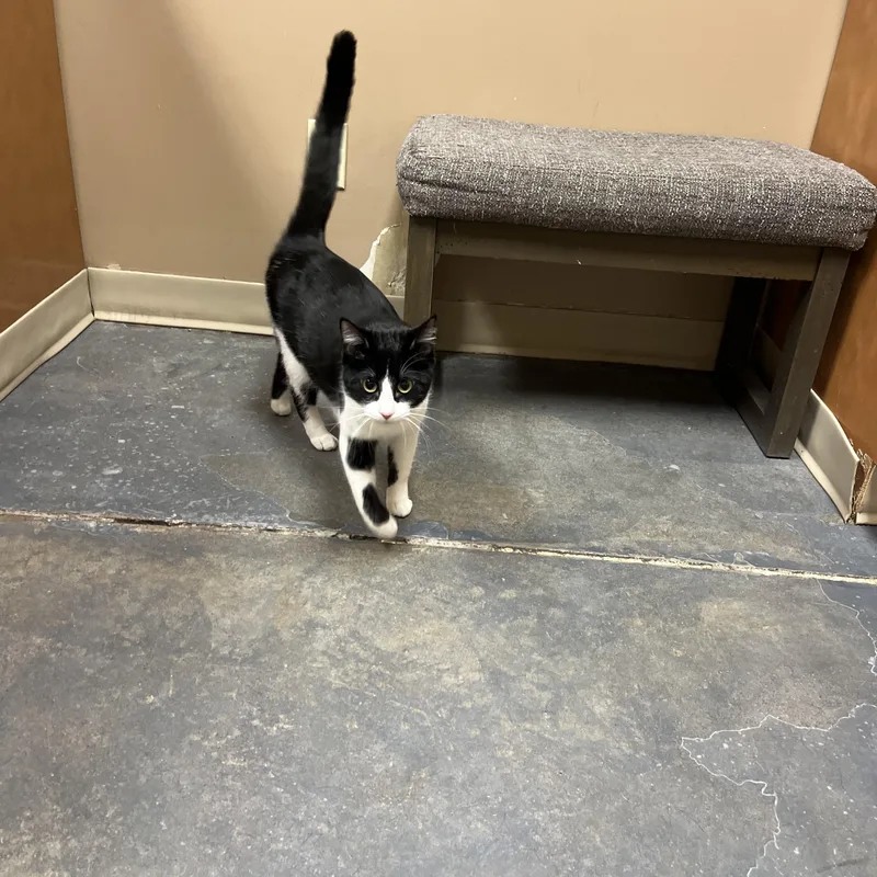 Josie Geller thumbnail 2