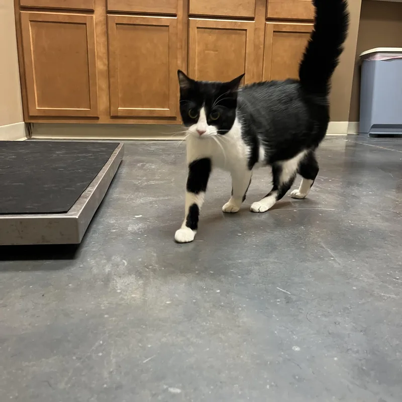 Josie Geller thumbnail 4