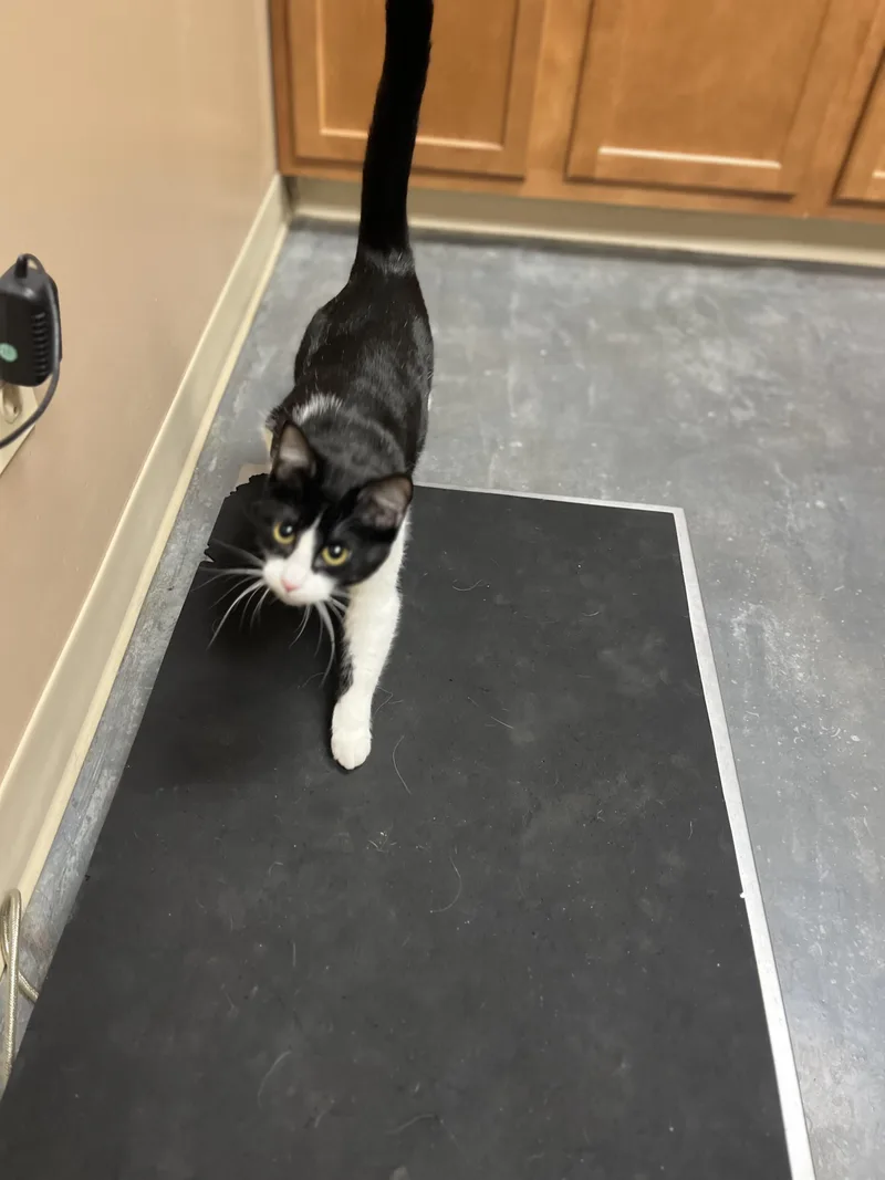 Josie Geller thumbnail 5