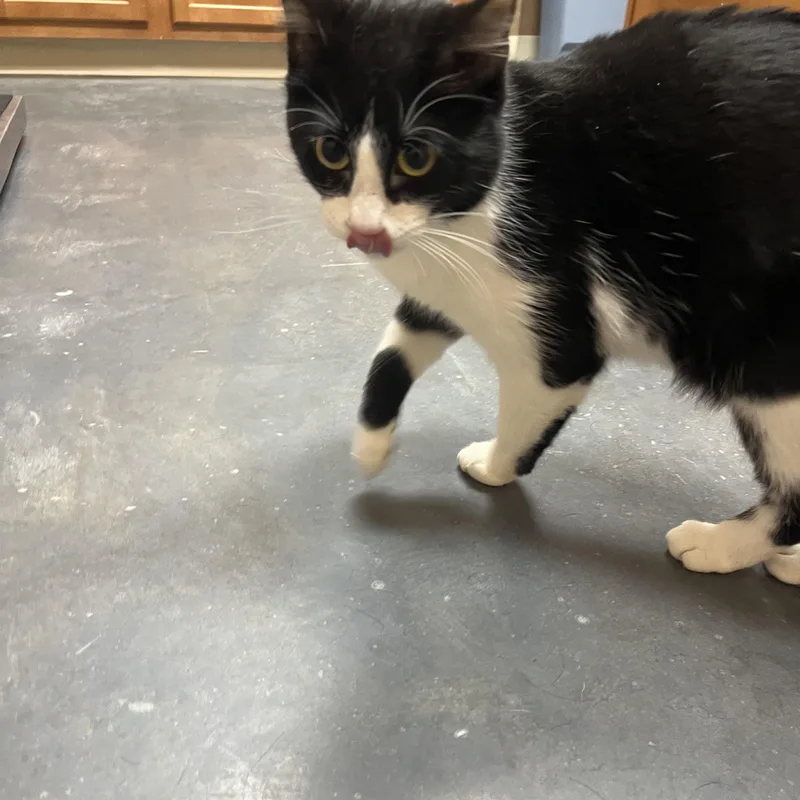 Josie Geller thumbnail 6