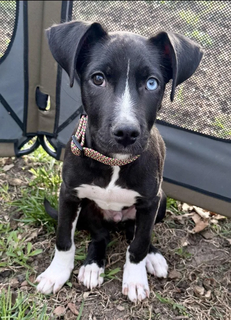 Remi