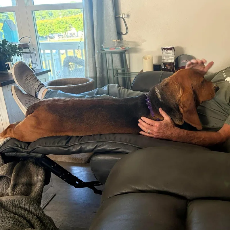 An adult medium-sized female Tricolor (Brown, Black, & White) Basset Hound dog named Helga for adoption in Knoxville, TN
