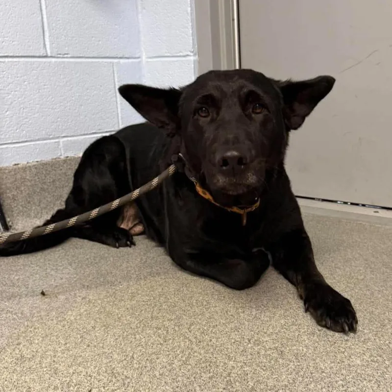 An adult large-sized female Shepherd dog named Cider for adoption in Martinsville, VA