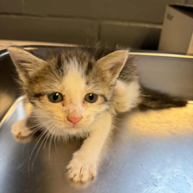 A baby small-sized male Brown / Chocolate Domestic Short Hair cat named Stinky for adoption in Tuscaloosa, AL
