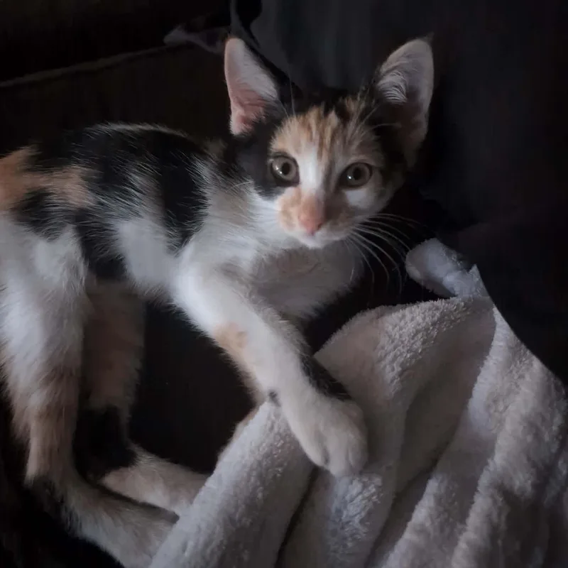 A baby small-sized female Calico cat named Sunset for adoption in Antioch, CA