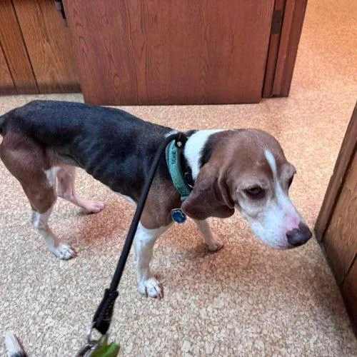 A young small-sized male Beagle dog named Maxwell for adoption in Kent, WA
