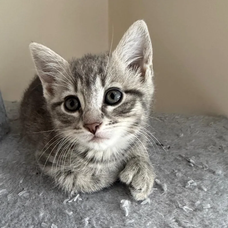 A baby small-sized female Gray / Blue / Silver Domestic Short Hair cat named Patricia for adoption in Hopkinton, MA