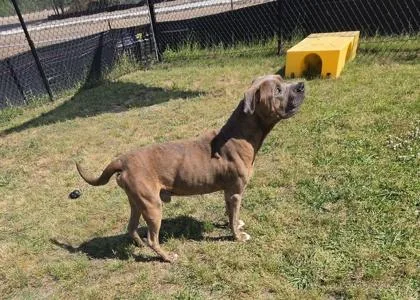 An adult large-sized male Terrier dog named TBone for adoption in Conway, SC
