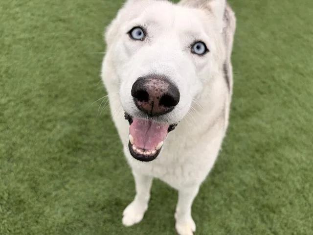 An adult large-sized female Siberian Husky dog named Hera for adoption in Grand Prairie, TX