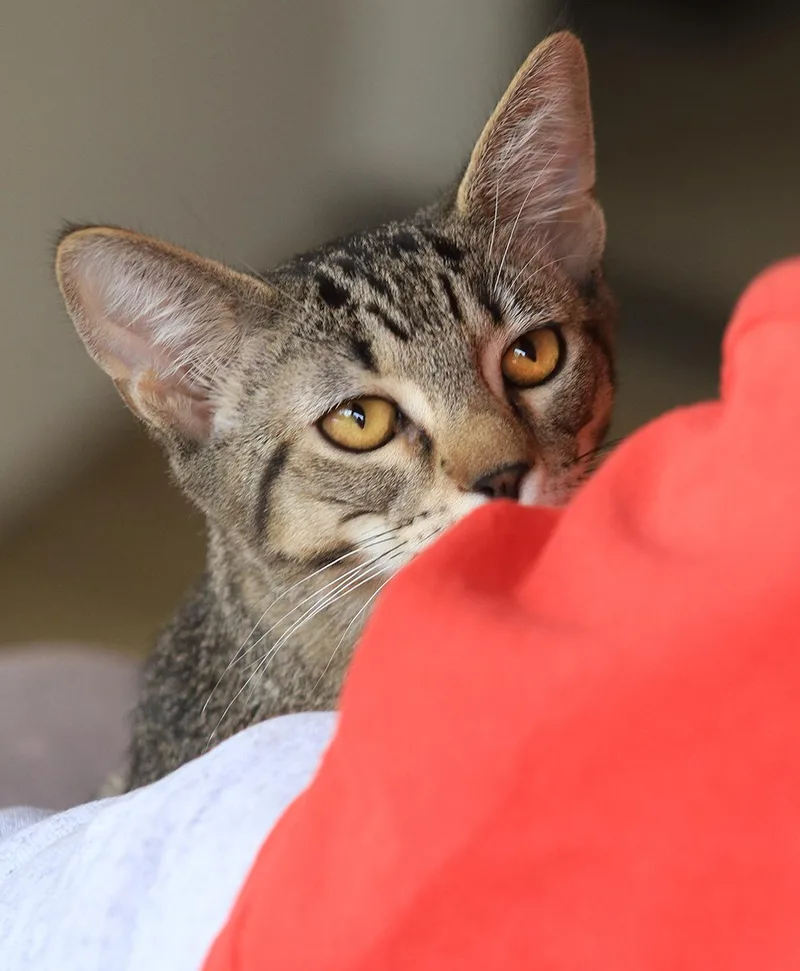 A young medium-sized male Domestic Short Hair cat named Asa for adoption in North Fort Myers, FL