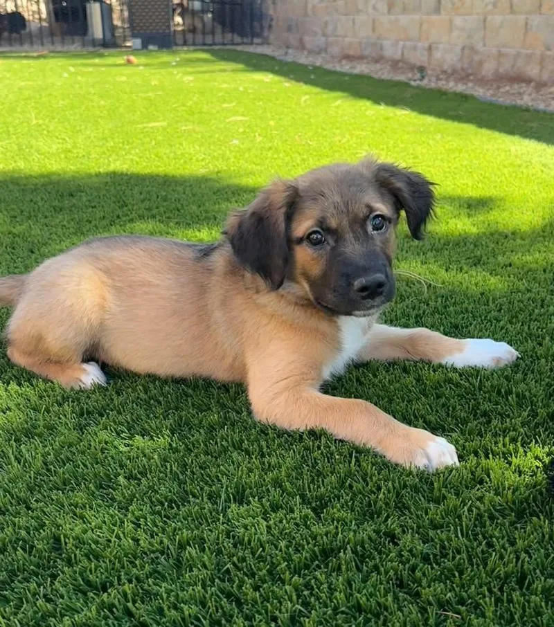 A baby medium-sized female Tricolor (Brown, Black, & White) Shepherd dog named Baby Bee for adoption in Las Vegas, NV