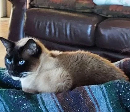 A senior large-sized male Siamese cat named Yuri for adoption in Fairhope, AL
