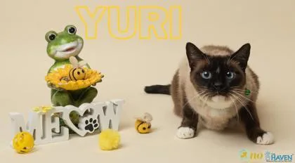 Yuri thumbnail 2