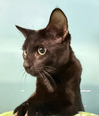 An adult small-sized male Domestic Short Hair cat named George `kodi` for adoption in New Orleans, LA