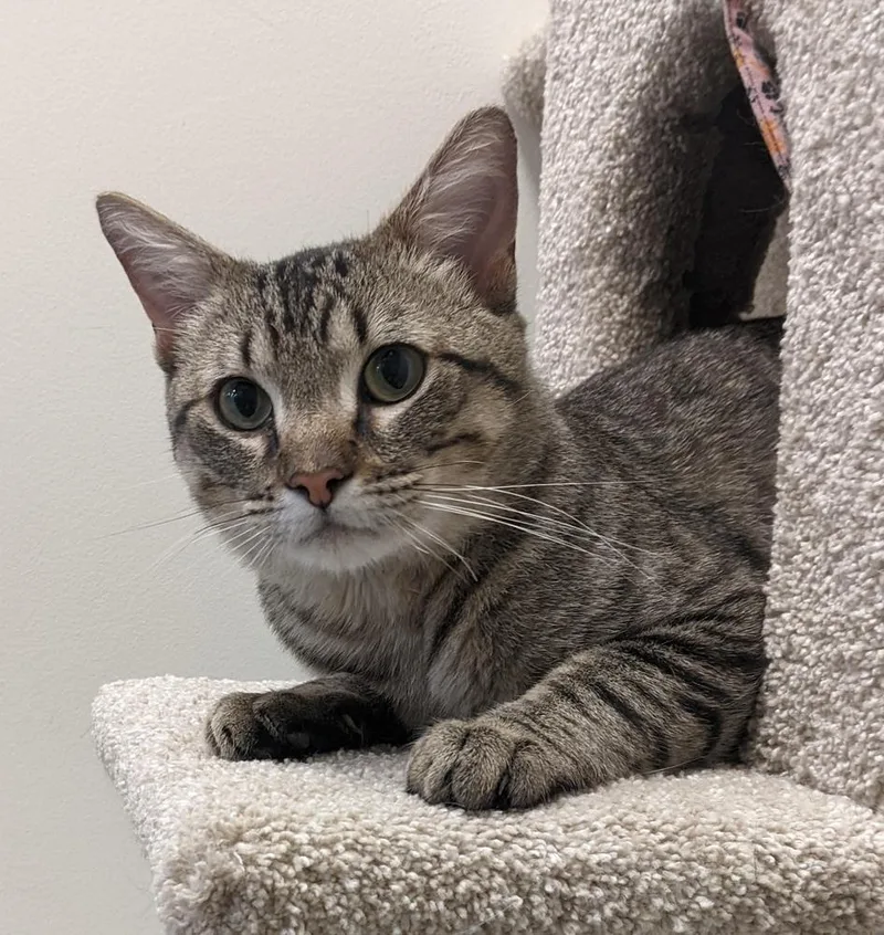 An adult medium-sized male Tabby (Brown / Chocolate) Domestic Short Hair cat named Billy for adoption in Anoka, MN