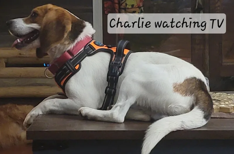 Charlie thumbnail 4