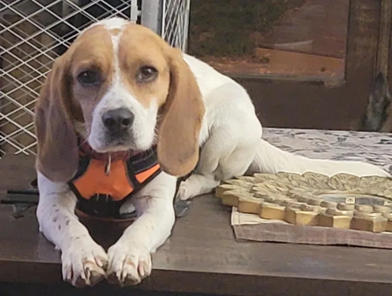 A young medium-sized male Tricolor (Brown, Black, & White) Beagle dog named Charlie for adoption in Prince Frederick, MD