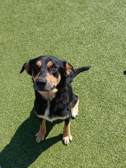 An adult medium-sized female Tricolor (Brown, Black, & White) Shepherd dog named Samantha for adoption in Fayetteville, AR