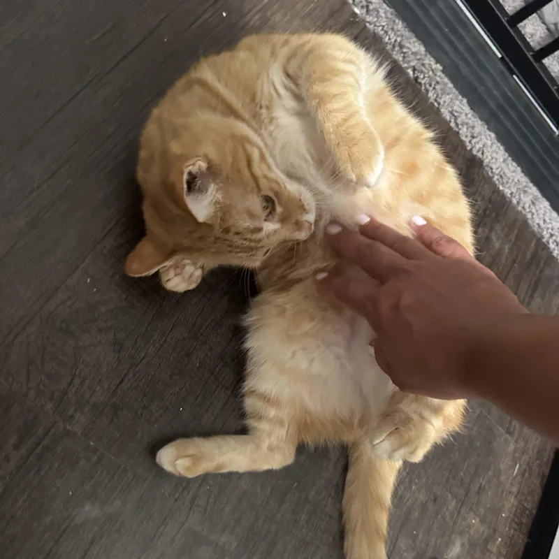 Ms. Marmalade thumbnail 2