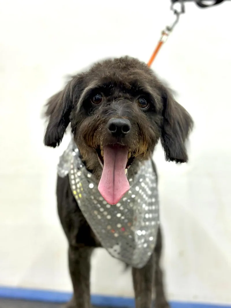 Kipperoo thumbnail 2