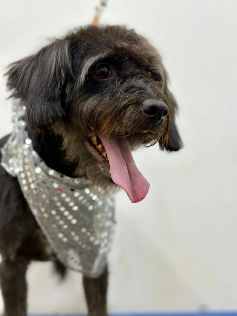 Kipperoo thumbnail 3