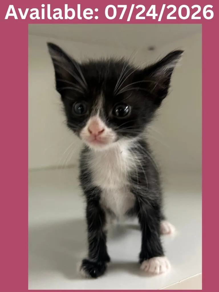 A baby small-sized female Domestic Short Hair cat named Cat Condo for adoption in Greenville, TX