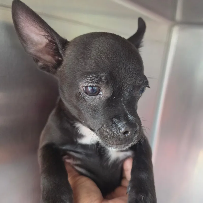 A baby small-sized male Black Mixed Breed dog named Woogie for adoption in Leander, TX