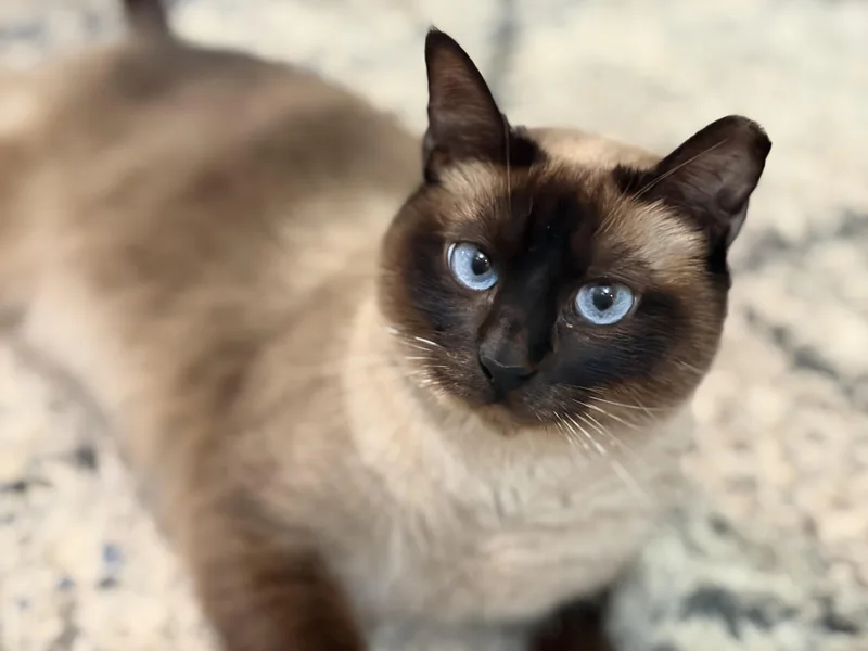 An adult large-sized female Seal Point Siamese cat named Mauve for adoption in Lucedale, MS